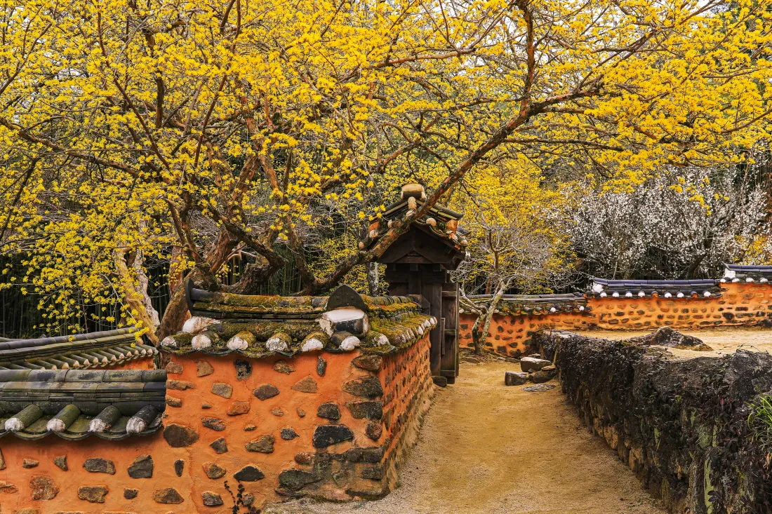 소쇄원 봄 앵두나무꽃 산수유 해당화 개화_3