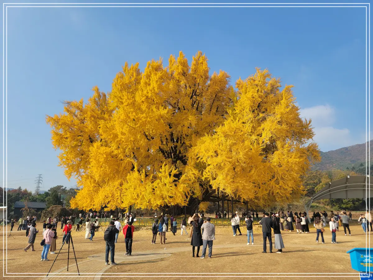 반계리-은행나무길-스템프-전경