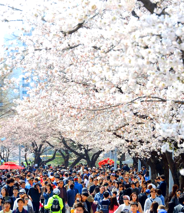 여의도 벚꽃축제