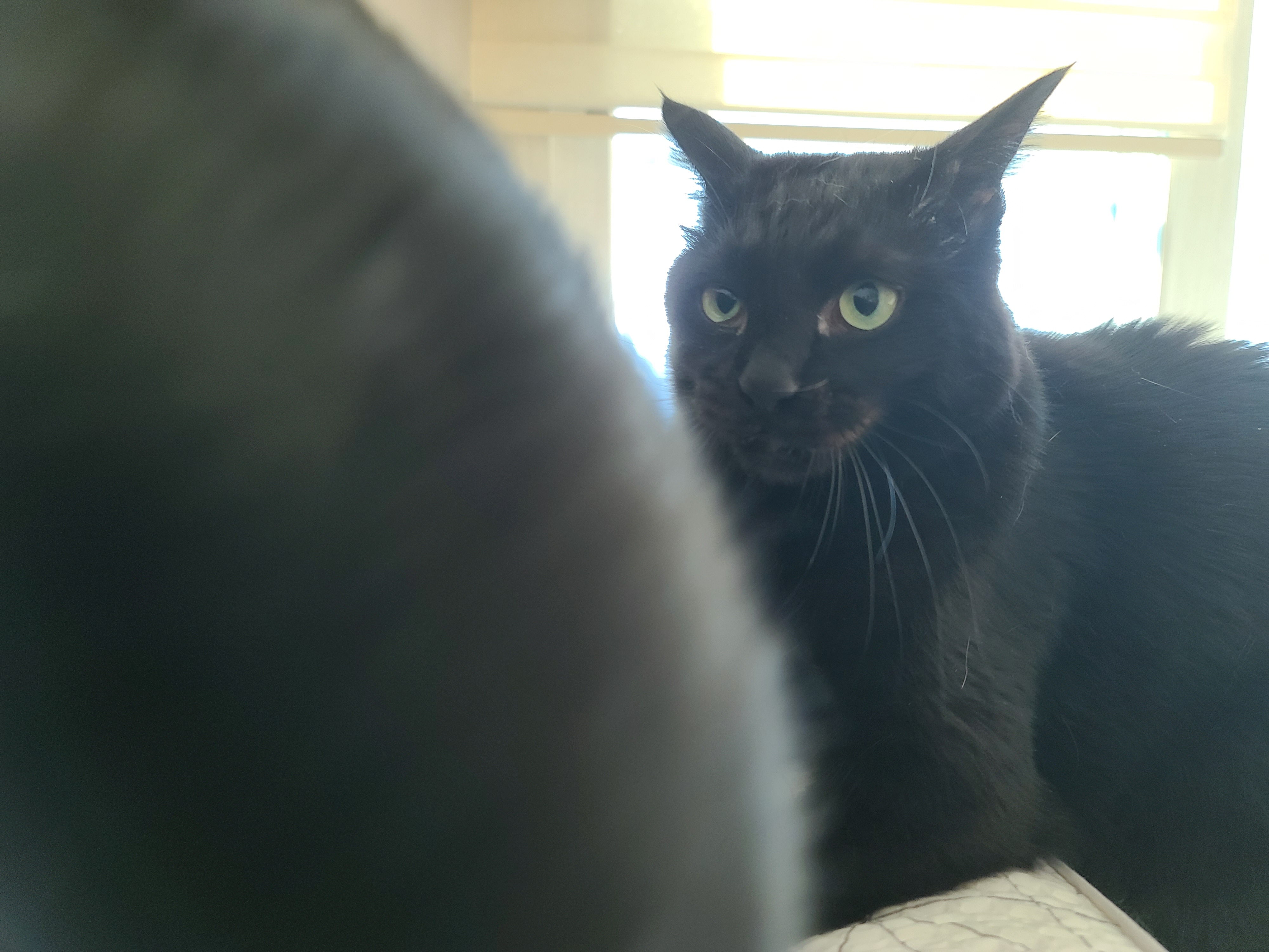 집사에게 단단히 삐진 고양이에게 화해를 청했는데...