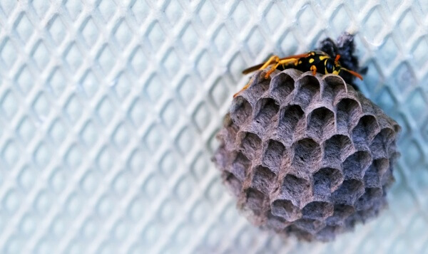 작은-벌집-하나