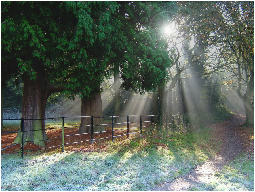 2025 벚꽃 개화시기, 여행지 총정리