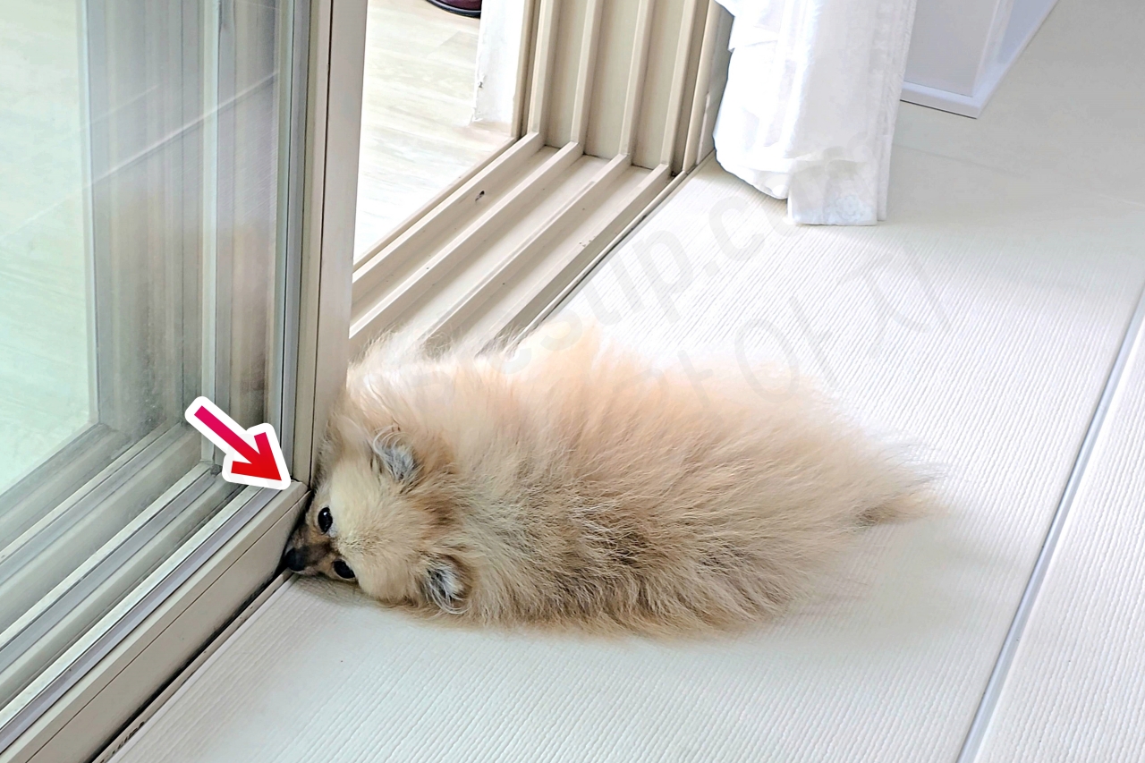 창가 바람을 맞는 강아지