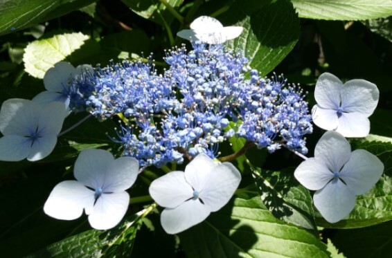 수국잎 추출물 효능 다이어트에 얼마나 좋을까? 봄에는 벚꽃&amp;#44; 여름에는 수국&amp;#44; 가을은 단풍&amp;#44; 겨울에는 동백꽃을 생각하듯이 사계절을 대표하는 꽃들이 있습니다.