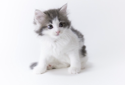 가만히 앉아있는 아기 고양이.