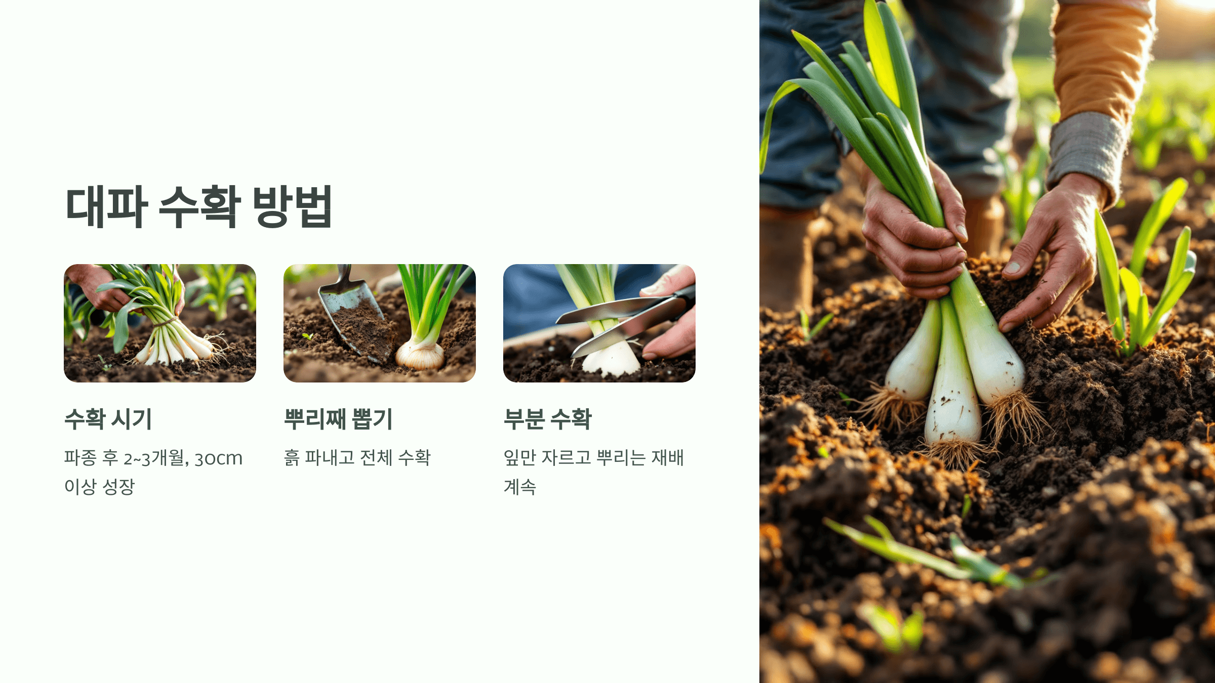 대파 사진입니다.