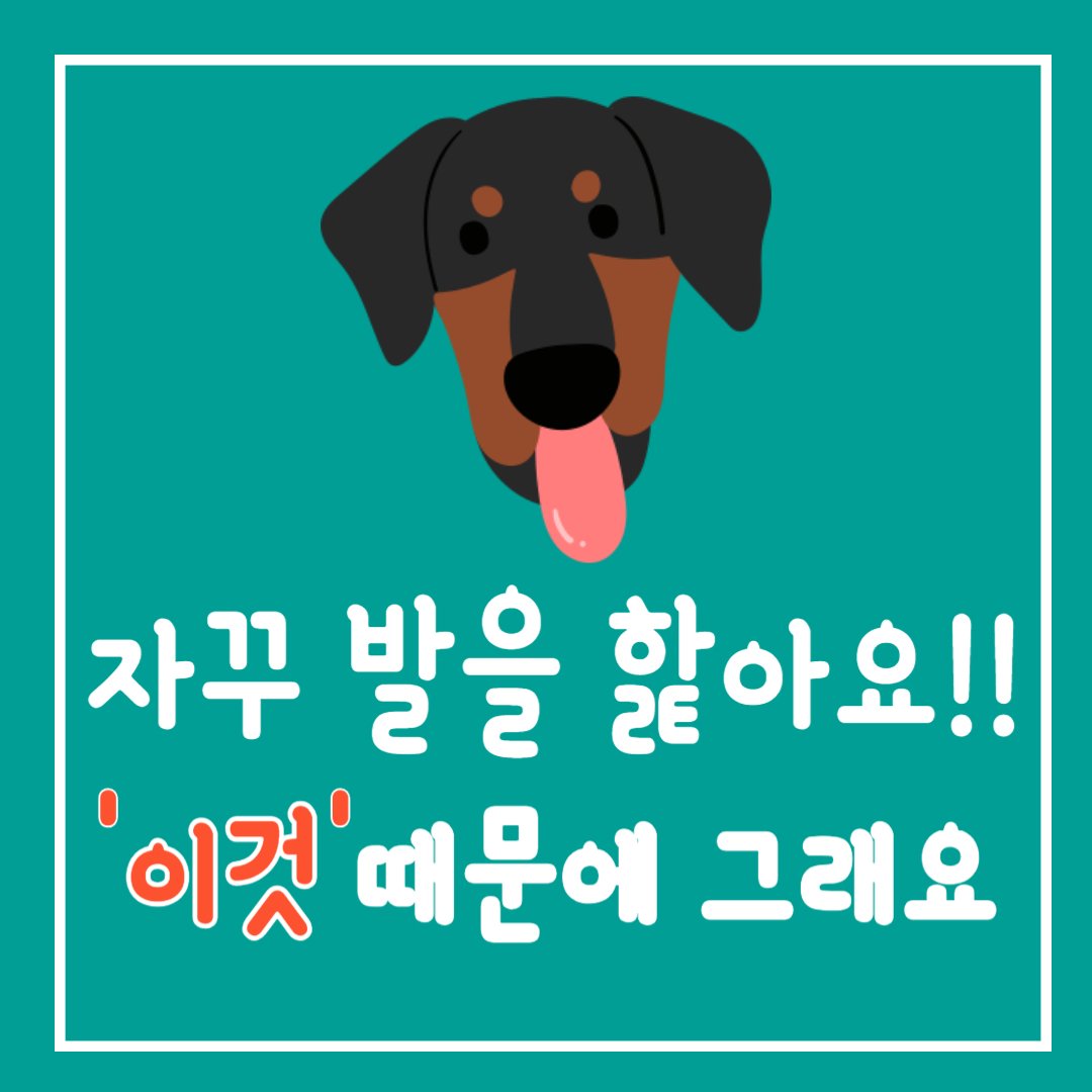 강아지가 자꾸 자기 발을 핥는 이유와 대처방법