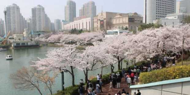 2025 석촌호수 벚꽃축제