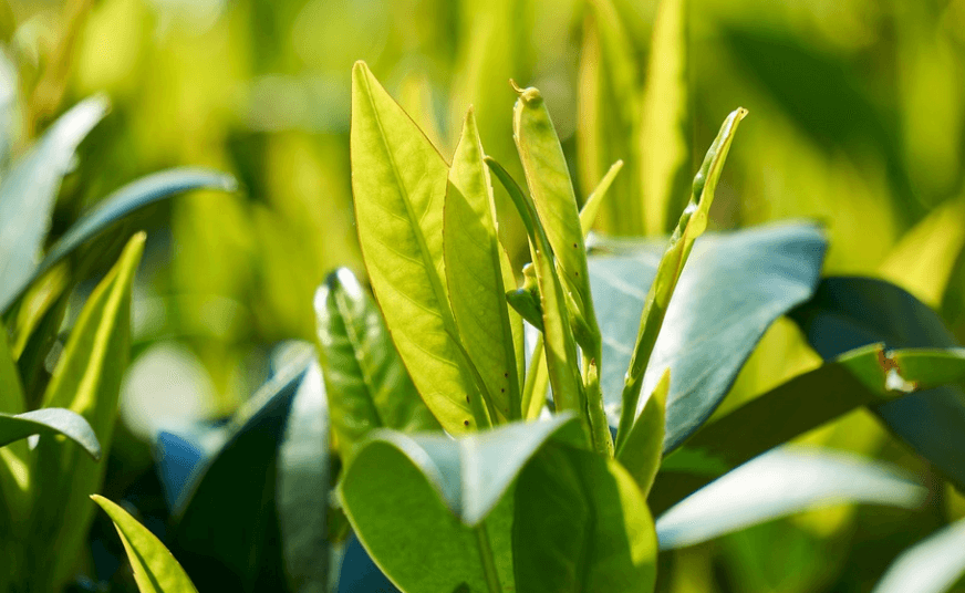 월계수 잎의 효능 - 6