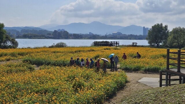 가을엔 강아지와 단풍길 산책! 반려견 동반 명소 총정리