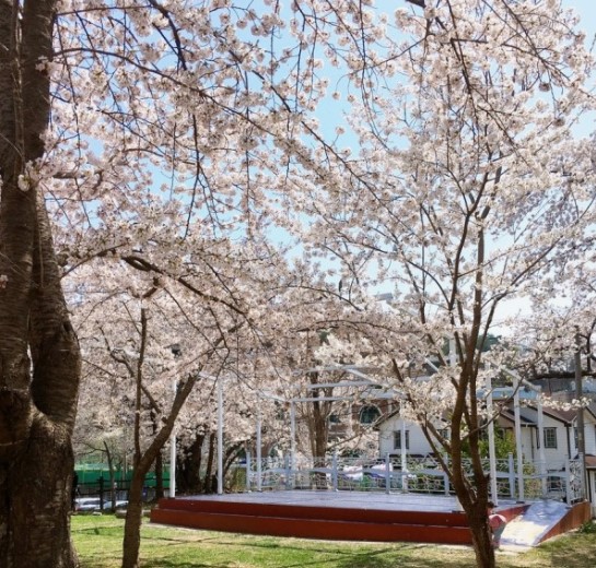 벚꽃