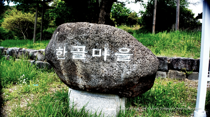 합천 오도리 이팝나무