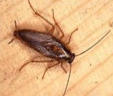 독일바퀴/출처:세스코 공식홈페이지