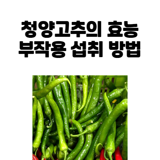 청양고추의 효능 부작용 섭취 방법