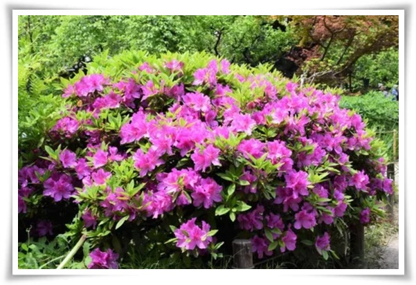 "영산홍" 봄날을 물들이는 활짝 핀 주홍빛 유혹의 매혹적인 꽃!