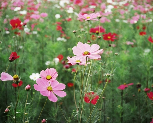 가을에 피는 꽃 종류 코스모스