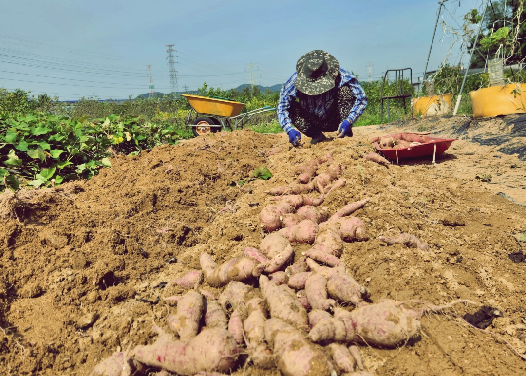 고구마를 수확하는 농업인