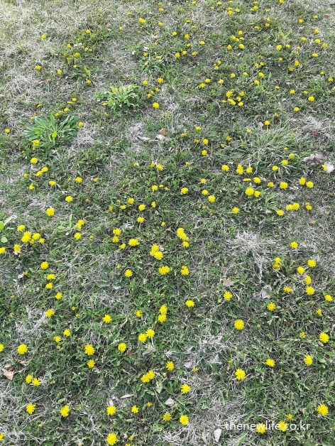 봄날 잔디밭에 피어난 노란 민들레꽃 군락