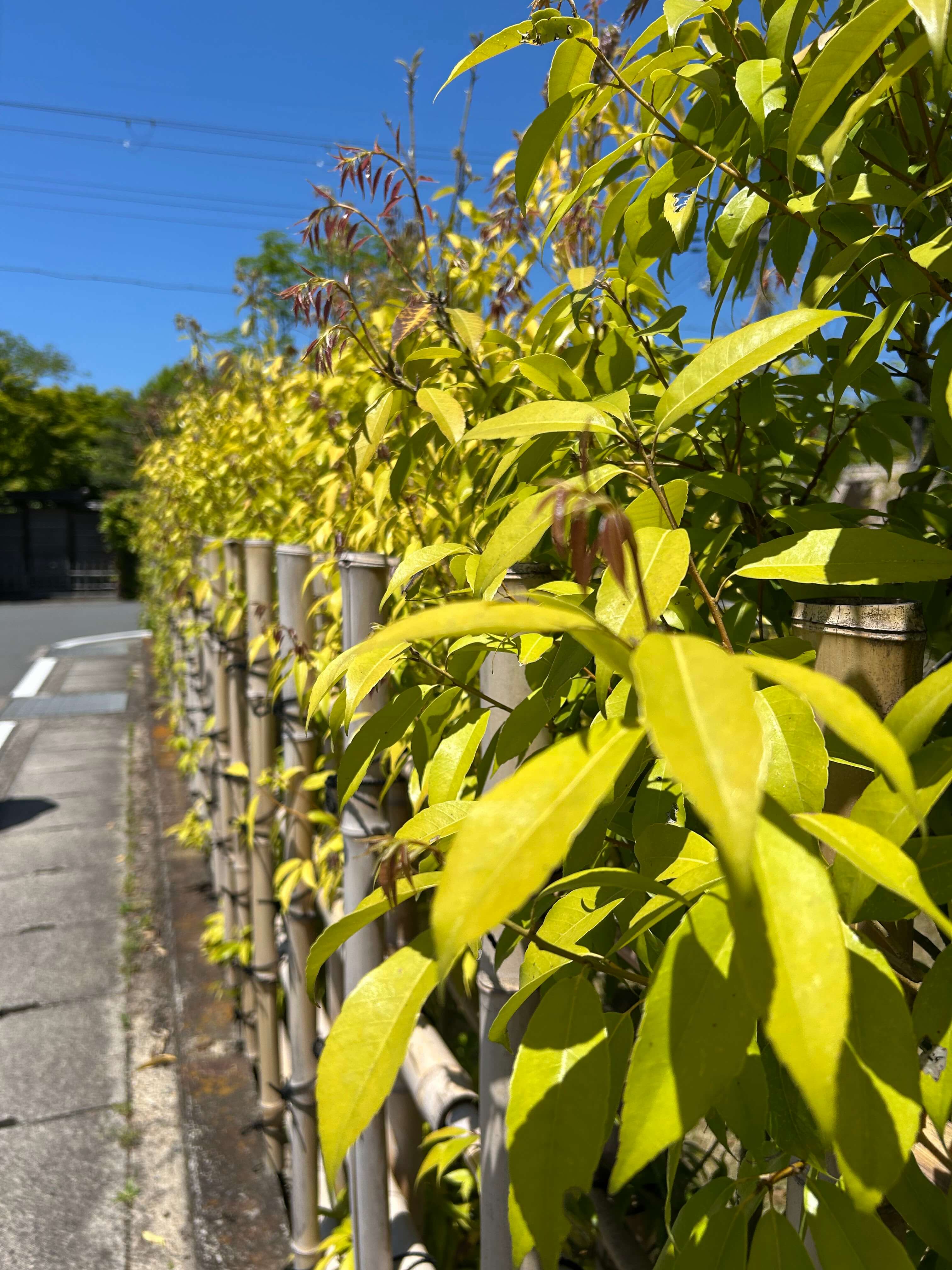 교토 3박4일 여행코스 실제 후기｜가와라마치 숙소&amp;#44; 맛집&amp;#44; 기요미즈데라 일정 관련사진