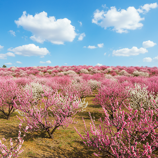 매화꽃 만발한 사진