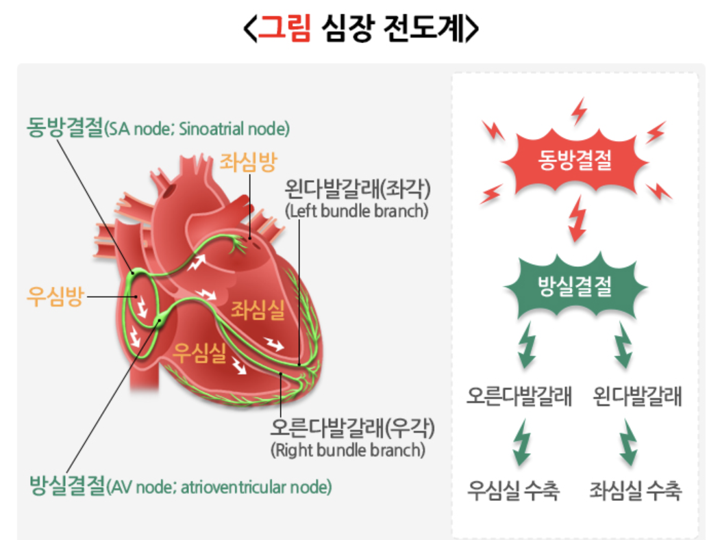 심장 전도계
