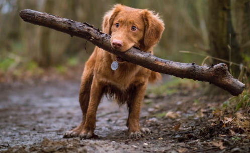 반려견-기생충-화면