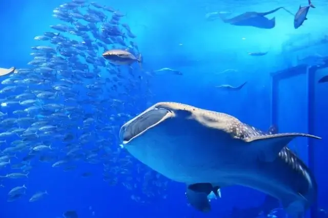 츄라우미 수족관