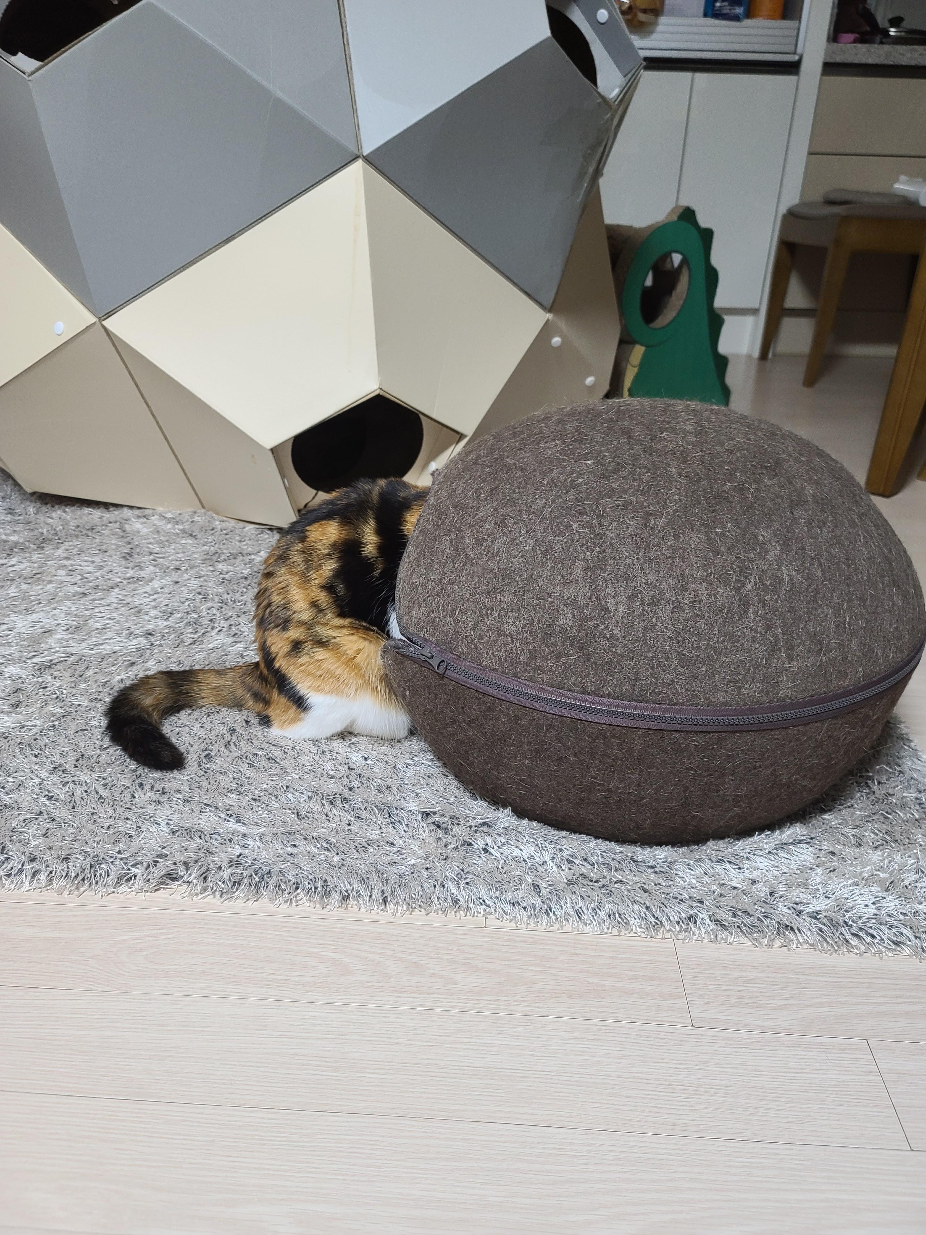 요미야!! 너 뭐해?!!(feat.막둥이)