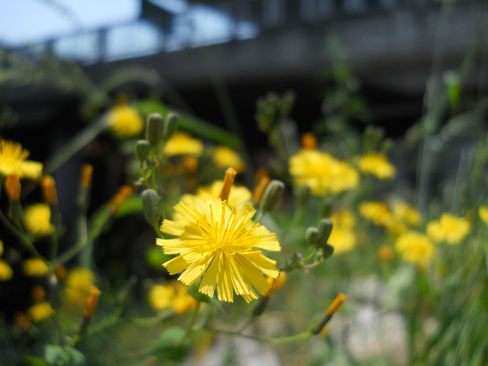 홍제천에서 상암동 월드컵공원(World Cup Park)까지