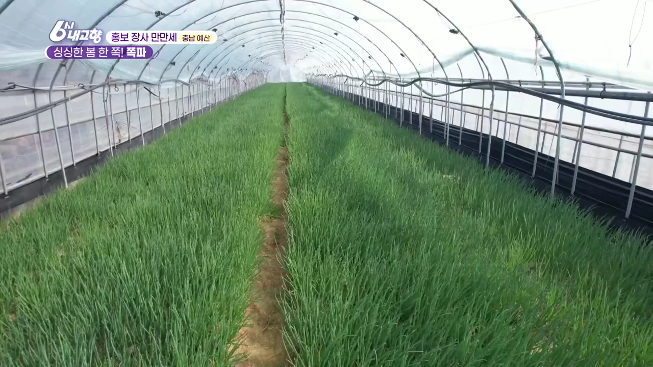 6시내고향 홍보장사만만세 예산 쪽파 비닐하우스 전경