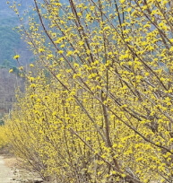 2025 구례 산수유꽃축제 