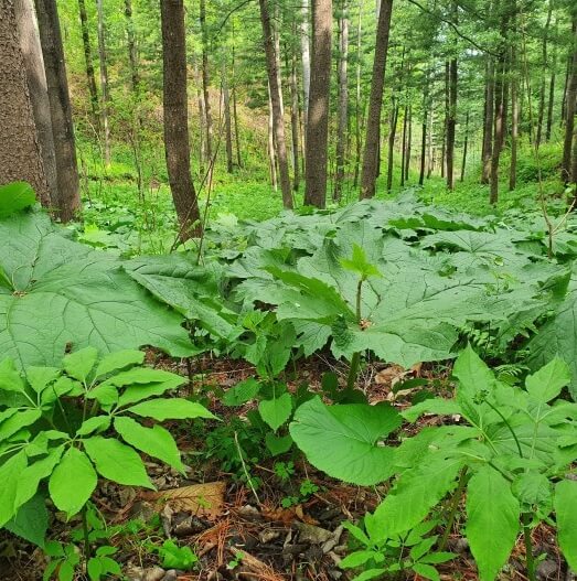 생방송투데이 이 주의 장바구니 화천 산나물 숲 ‘산방환담’에서 만나는 제철 명이나물