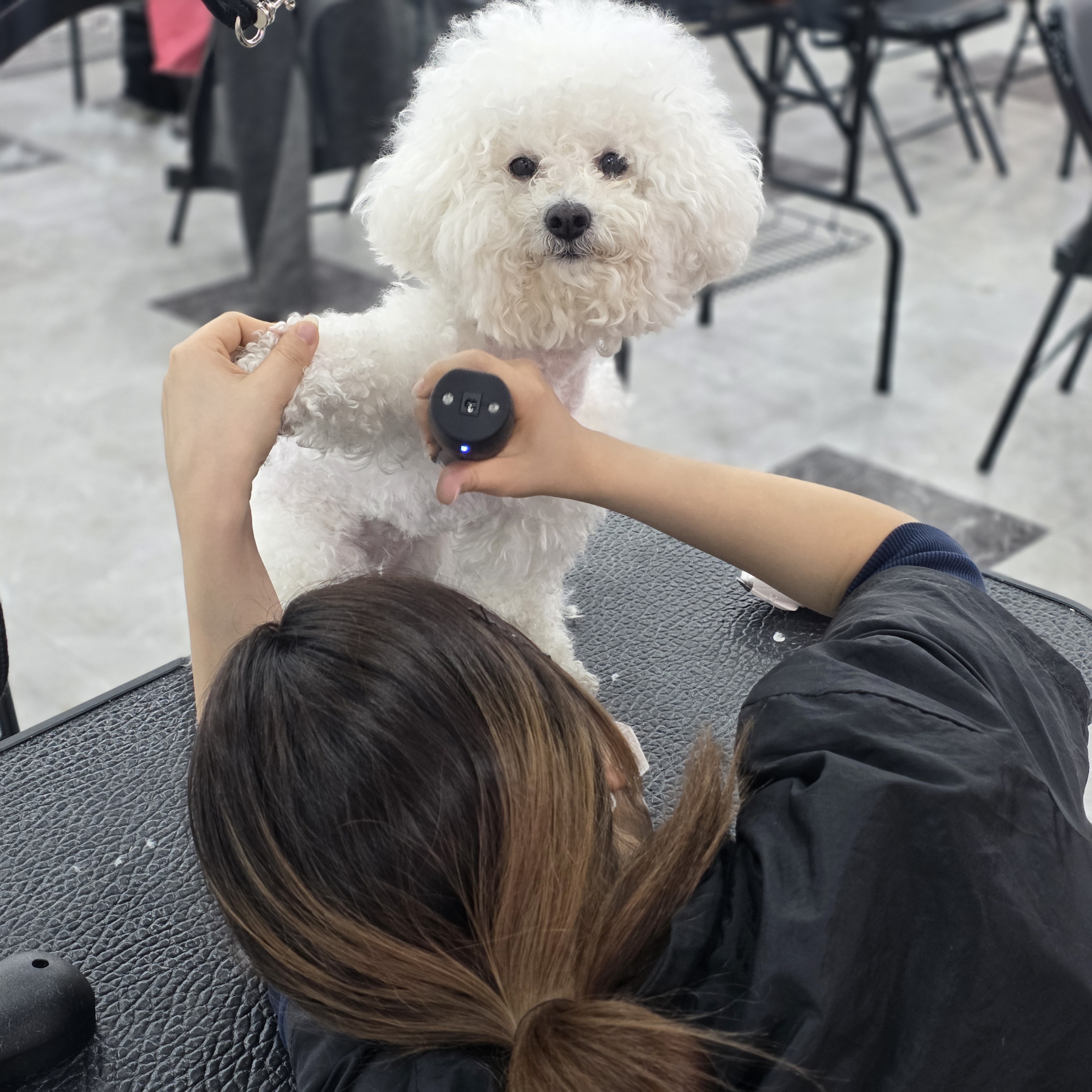 사당애견미용학원