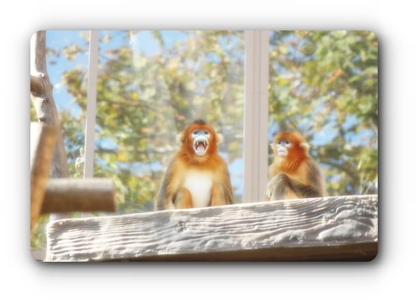 zoo-thumbnail