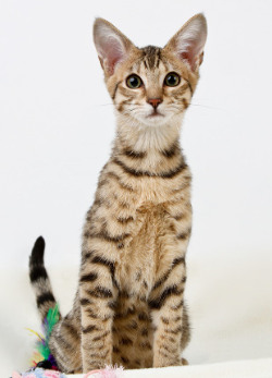 혈변을 해도 건강한 고양이.