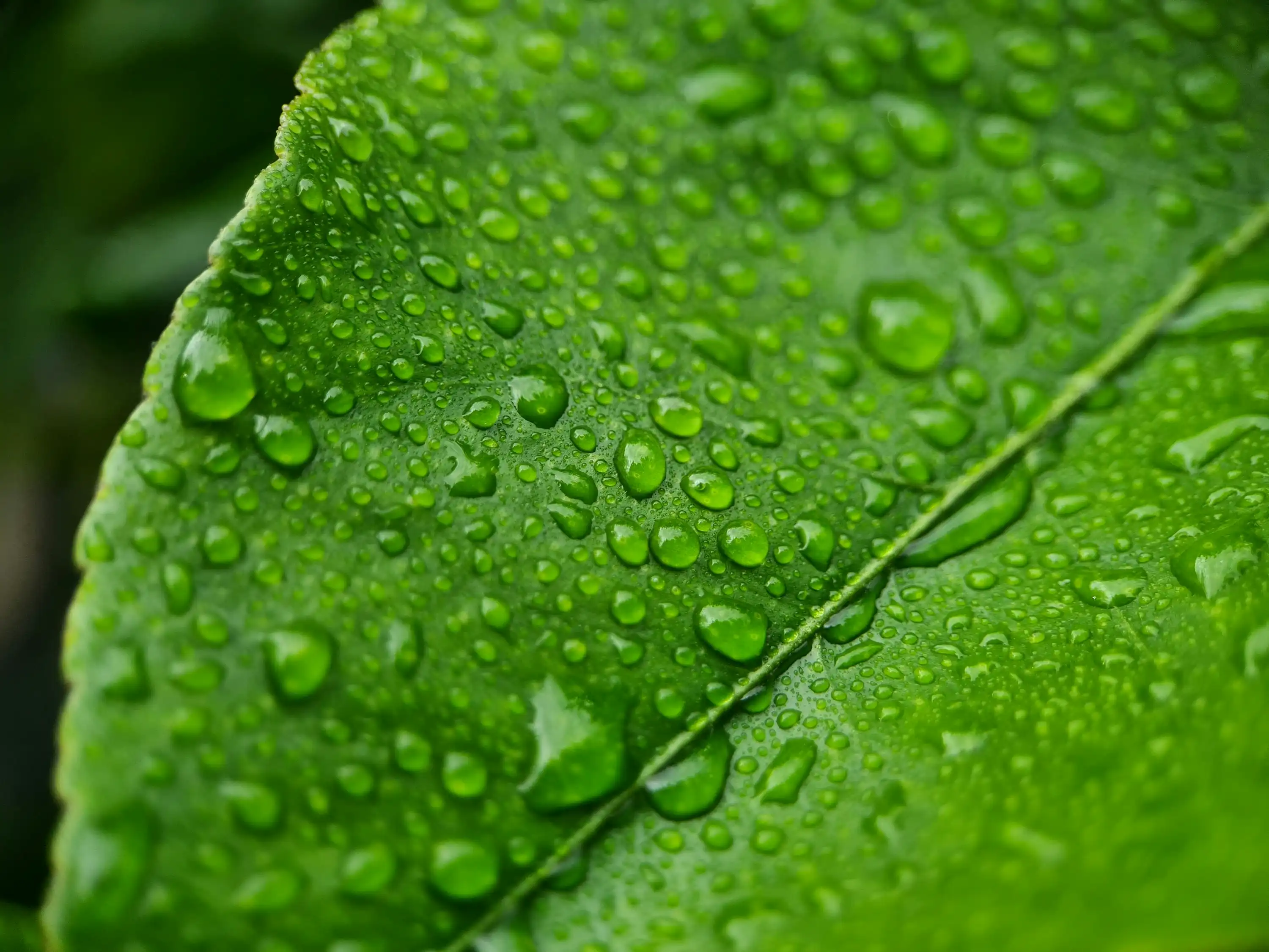 환경개선부담금 연체조회