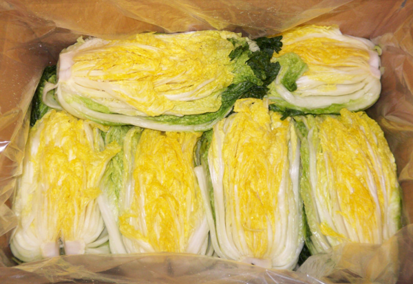 늘푸른 농가 배추