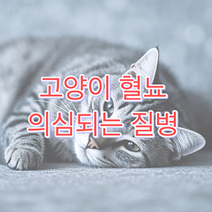 고양이 혈뇨 원인과 의심되는 질병들