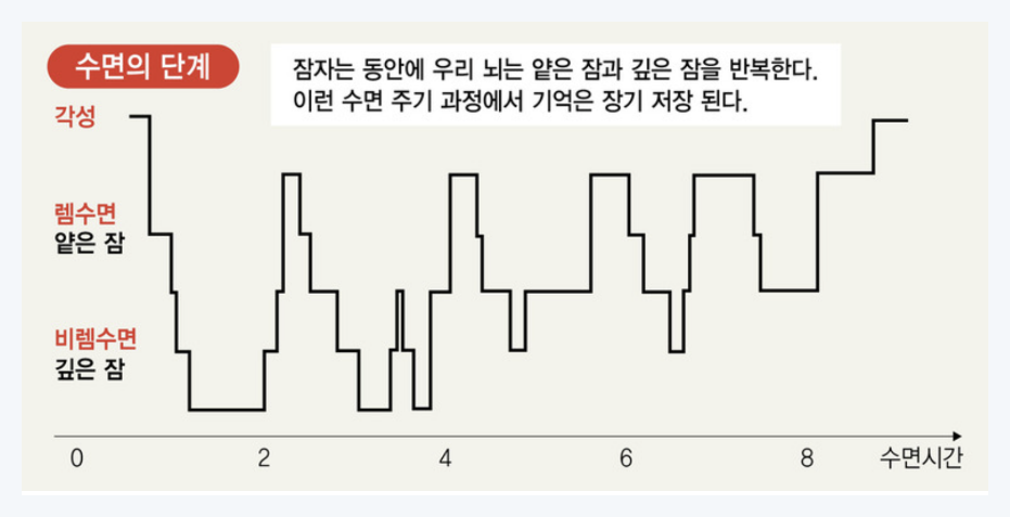수면, 장기 기억