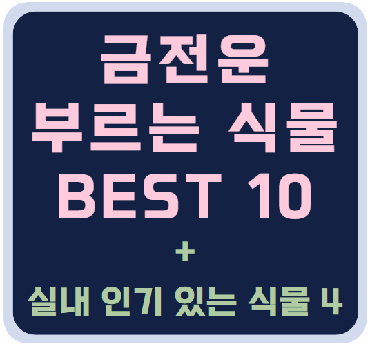 돈 들어오는 식물