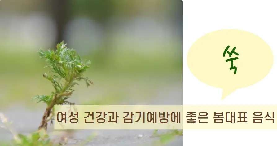 쑥 – 여성 건강과 감기 예방에 좋은 봄 대표 음식