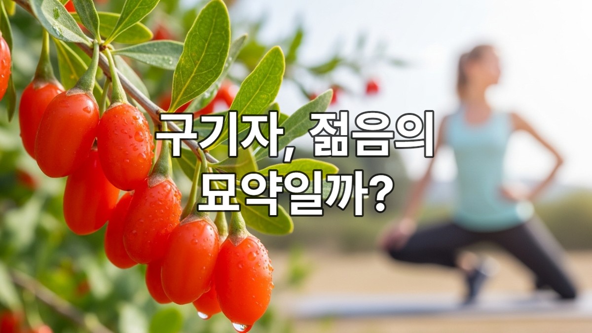 싱싱한 구기자 열매와 활력 넘치는 사람의 모습으로 구기자의 젊음과 건강 효능을 상징하는 이미지