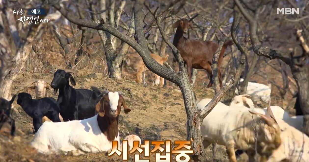동물들
