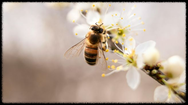 가을 산행에서 벌과 뱀 조심하는 법 - 안전한 산행을 위한 필수 가이