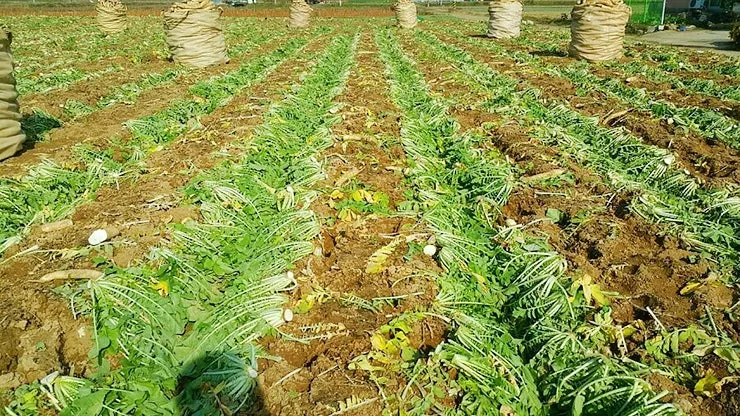 시래기용 무 재배 잎 관리 병해 줄이기 건조 보관_3