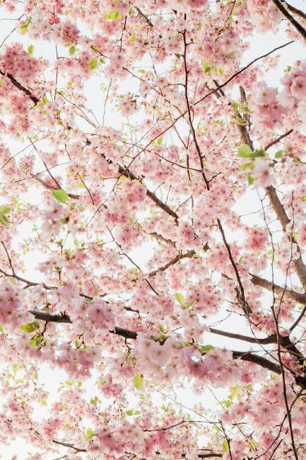 2026- 서울대공원- 벚꽃축제 -실시간- 현황 -4월 5일- 만개- 시기 -2