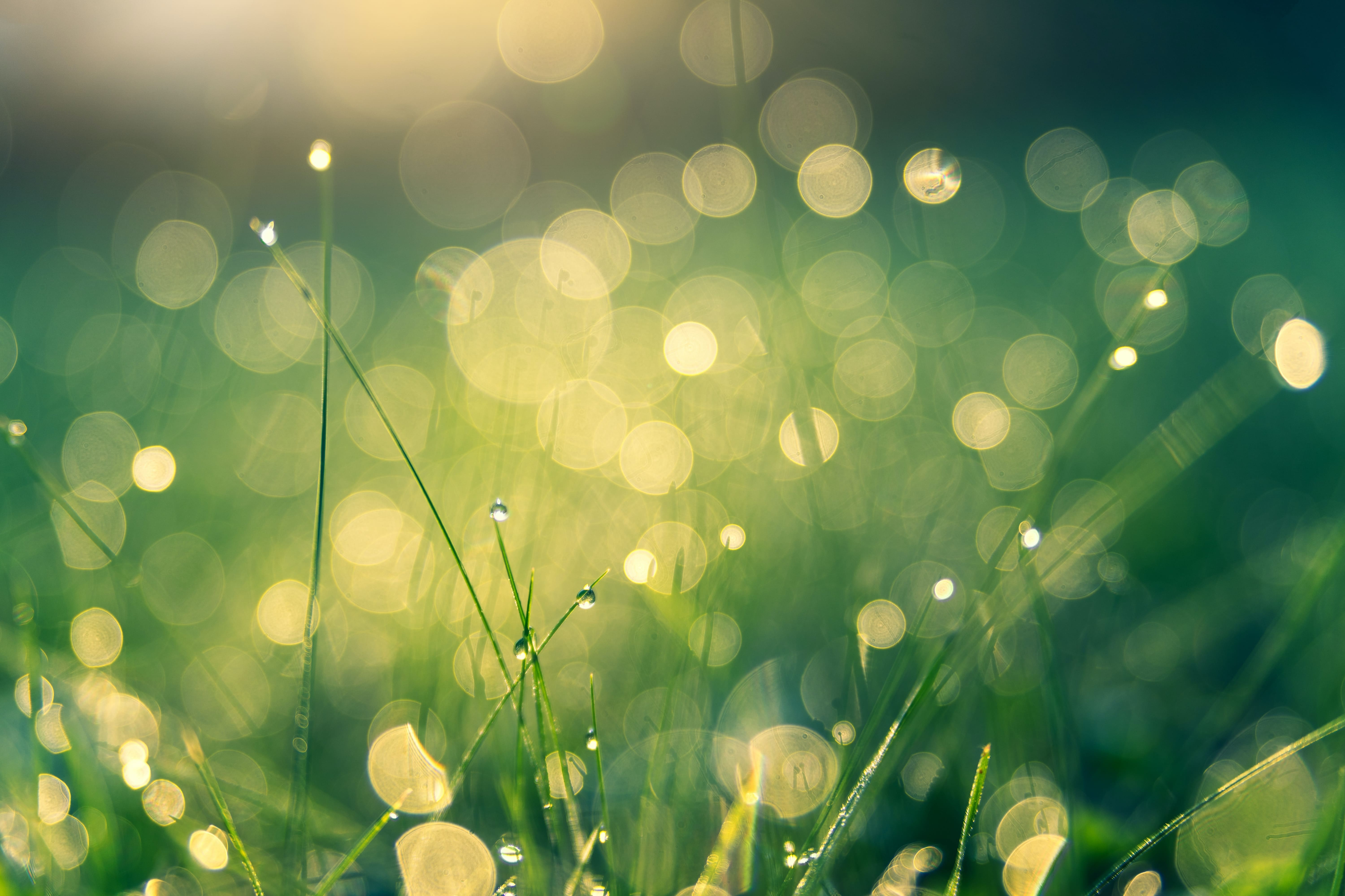 water droplets on blades of grass