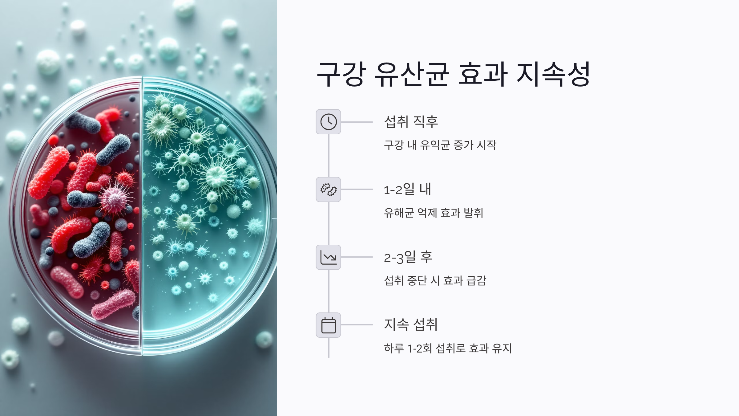 구강 유산균의 효과는 얼마나 지속될까?