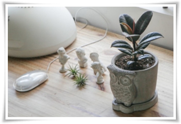 "고무나무 키우기" 실내 정원에 매력을 더하는 초록 친구!