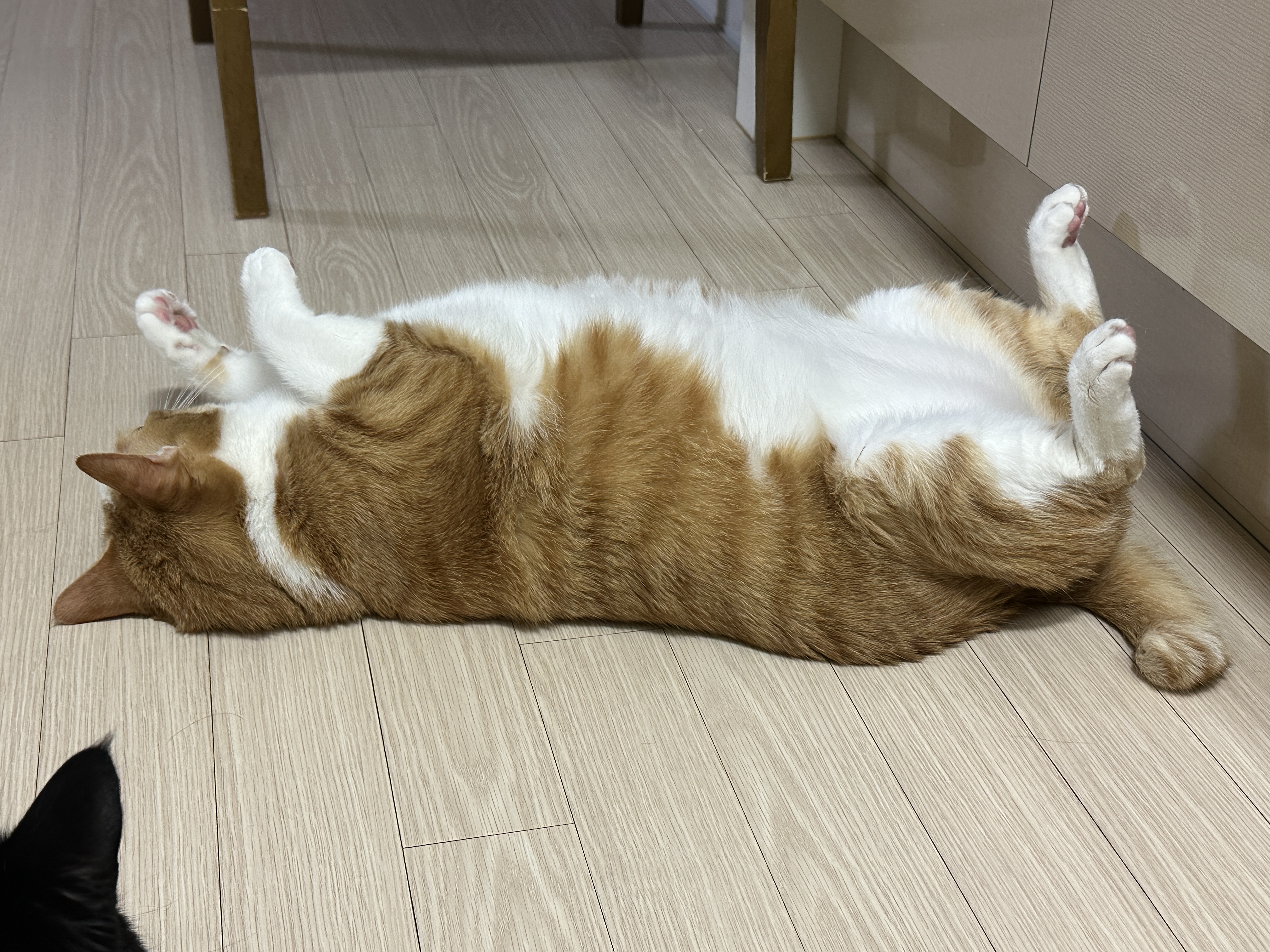 뒤돌아_발라당하고_있는_호야도_너무_귀엽다